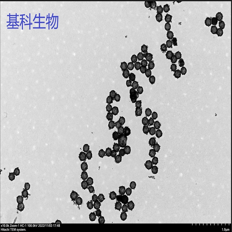 中空介孔氧化铈(图1) 中空介孔氧化铈(图1)