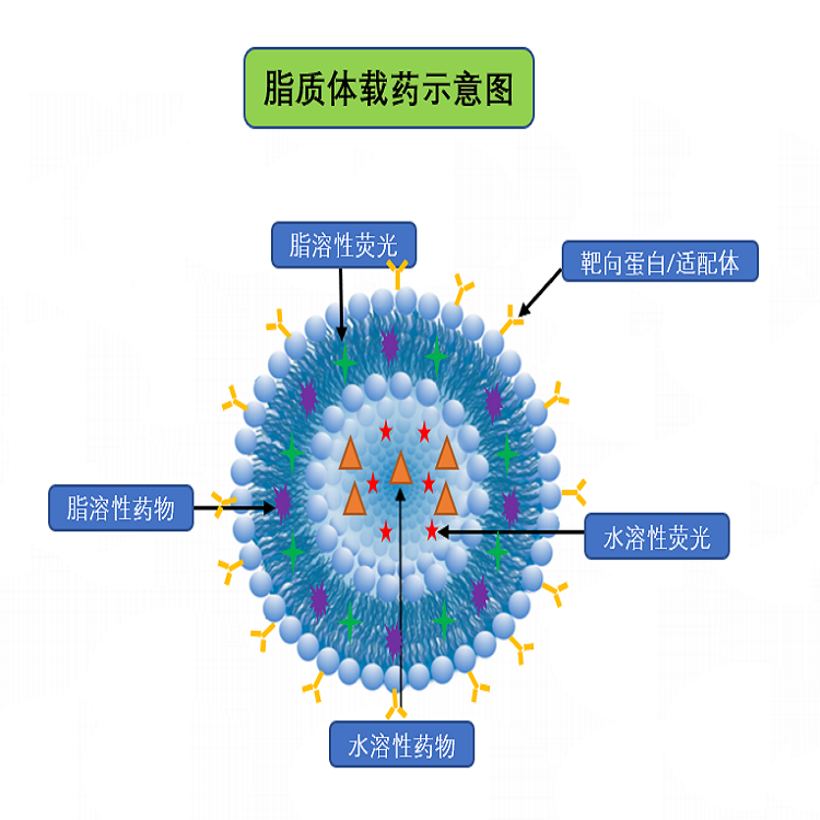 脂质体载药技术服务(图1)
